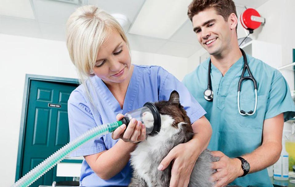 Clinique vétérinaire, Hôpital vétérinaire, Laboratoire, Institutions scientifiques, Ecole vétérinaire
